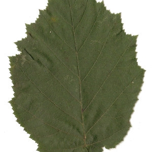 Photographie n°30598 du taxon Corylus avellana L. [1753]