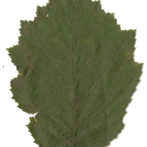 Photographie n°30599 du taxon Corylus avellana L. [1753]