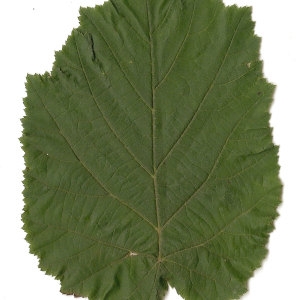 Photographie n°30600 du taxon Corylus avellana L. [1753]