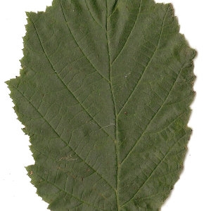 Photographie n°30602 du taxon Corylus avellana L. [1753]