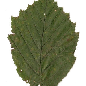 Photographie n°30603 du taxon Corylus avellana L. [1753]