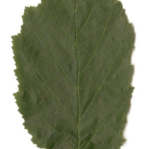 Photographie n°30605 du taxon Corylus avellana L. [1753]