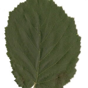 Photographie n°30608 du taxon Corylus avellana L. [1753]