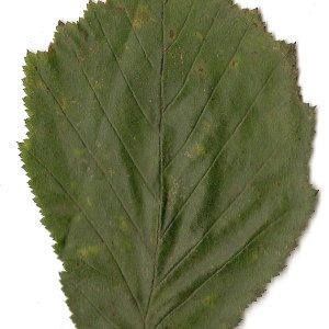 Photographie n°30609 du taxon Corylus avellana L. [1753]