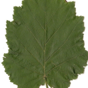 Photographie n°30613 du taxon Corylus avellana L. [1753]