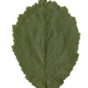 Photographie n°30614 du taxon Corylus avellana L. [1753]