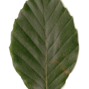Photographie n°30714 du taxon Fagus sylvatica L. [1753]