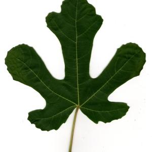 Photographie n°30741 du taxon Ficus carica L. [1753]