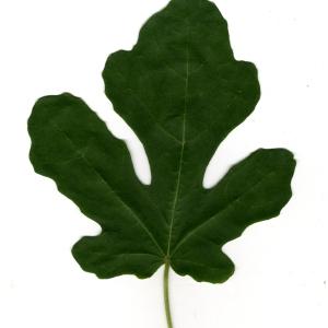 Photographie n°30748 du taxon Ficus carica L. [1753]