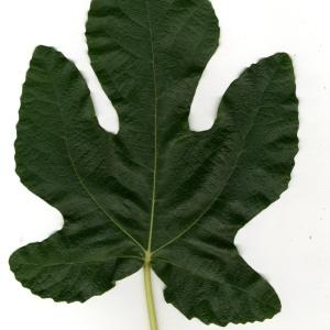 Photographie n°30760 du taxon Ficus carica L. [1753]