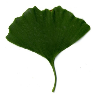 Photographie n°30776 du taxon Ginkgo biloba L. [1771]