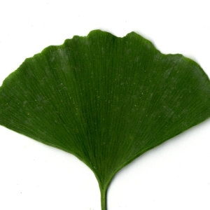 Photographie n°30777 du taxon Ginkgo biloba L. [1771]