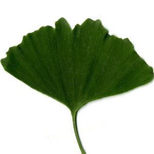 Photographie n°30778 du taxon Ginkgo biloba L. [1771]