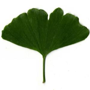 Photographie n°30787 du taxon Ginkgo biloba L. [1771]