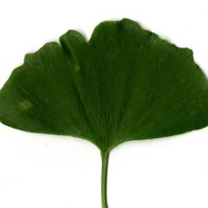 Photographie n°30788 du taxon Ginkgo biloba L. [1771]