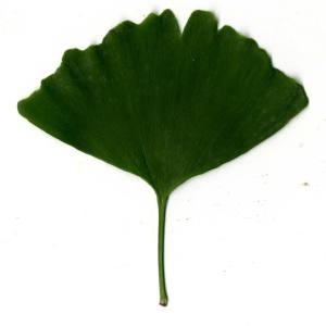 Photographie n°30789 du taxon Ginkgo biloba L. [1771]