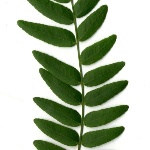 Photographie n°30792 du taxon Gleditsia triacanthos L. [1753]