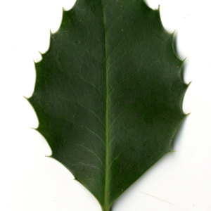 Photographie n°30800 du taxon Ilex aquifolium L.