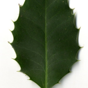 Photographie n°30801 du taxon Ilex aquifolium L.