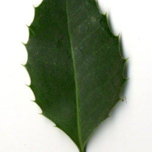 Photographie n°30802 du taxon Ilex aquifolium L.