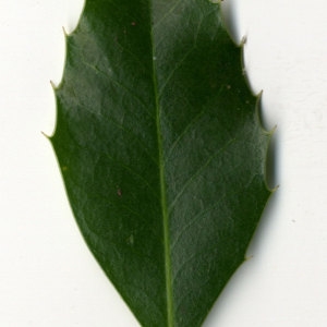 Photographie n°30805 du taxon Ilex aquifolium L.