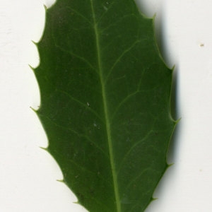 Photographie n°30806 du taxon Ilex aquifolium L.