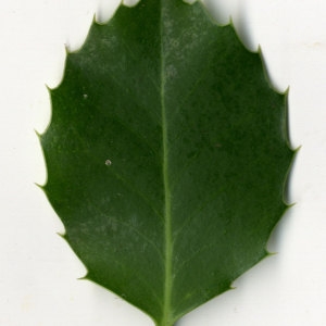 Photographie n°30810 du taxon Ilex aquifolium L.