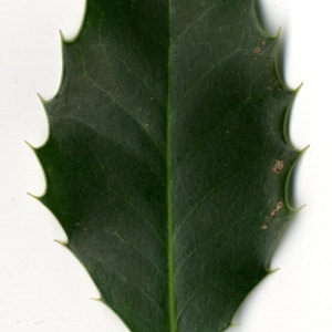 Photographie n°30811 du taxon Ilex aquifolium L.