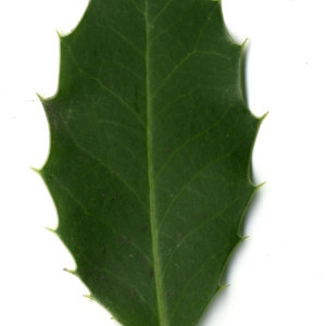 Photographie n°30812 du taxon Ilex aquifolium L.