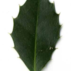 Photographie n°30813 du taxon Ilex aquifolium L.