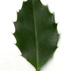 Photographie n°30815 du taxon Ilex aquifolium L.