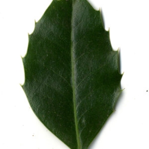 Photographie n°30816 du taxon Ilex aquifolium L.