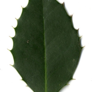 Photographie n°30817 du taxon Ilex aquifolium L.