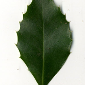 Photographie n°30818 du taxon Ilex aquifolium L.