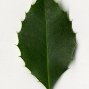 Photographie n°30820 du taxon Ilex aquifolium L.