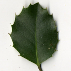 Photographie n°30821 du taxon Ilex aquifolium L.