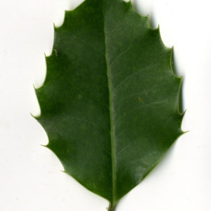 Photographie n°30822 du taxon Ilex aquifolium L.