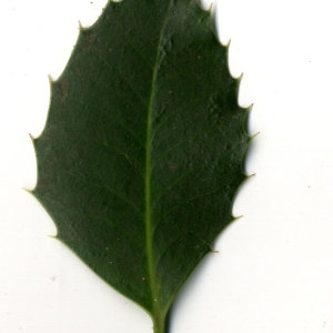 Photographie n°30825 du taxon Ilex aquifolium L.