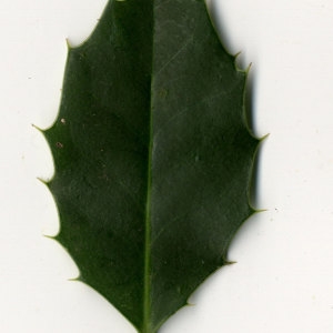 Photographie n°30828 du taxon Ilex aquifolium L.