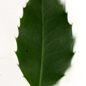 Photographie n°30830 du taxon Ilex aquifolium L.