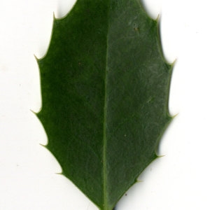 Photographie n°30832 du taxon Ilex aquifolium L.