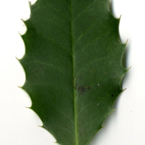 Photographie n°30835 du taxon Ilex aquifolium L.