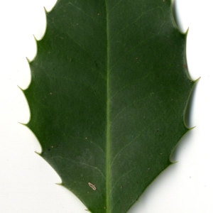 Photographie n°30836 du taxon Ilex aquifolium L.