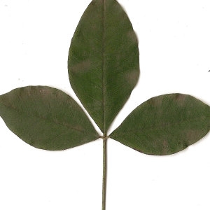 Photographie n°30843 du taxon Laburnum anagyroides Medik. [1787]