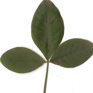 Photographie n°30847 du taxon Laburnum anagyroides Medik. [1787]