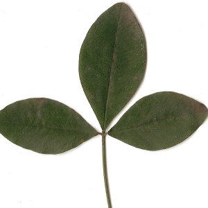 Photographie n°30849 du taxon Laburnum anagyroides Medik. [1787]