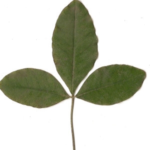 Photographie n°30850 du taxon Laburnum anagyroides Medik. [1787]