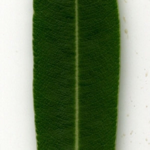 Photographie n°30934 du taxon Nerium oleander L. [1753]