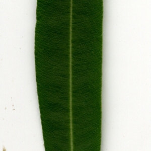 Photographie n°30935 du taxon Nerium oleander L. [1753]