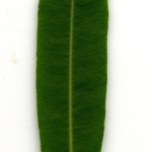 Photographie n°30936 du taxon Nerium oleander L. [1753]